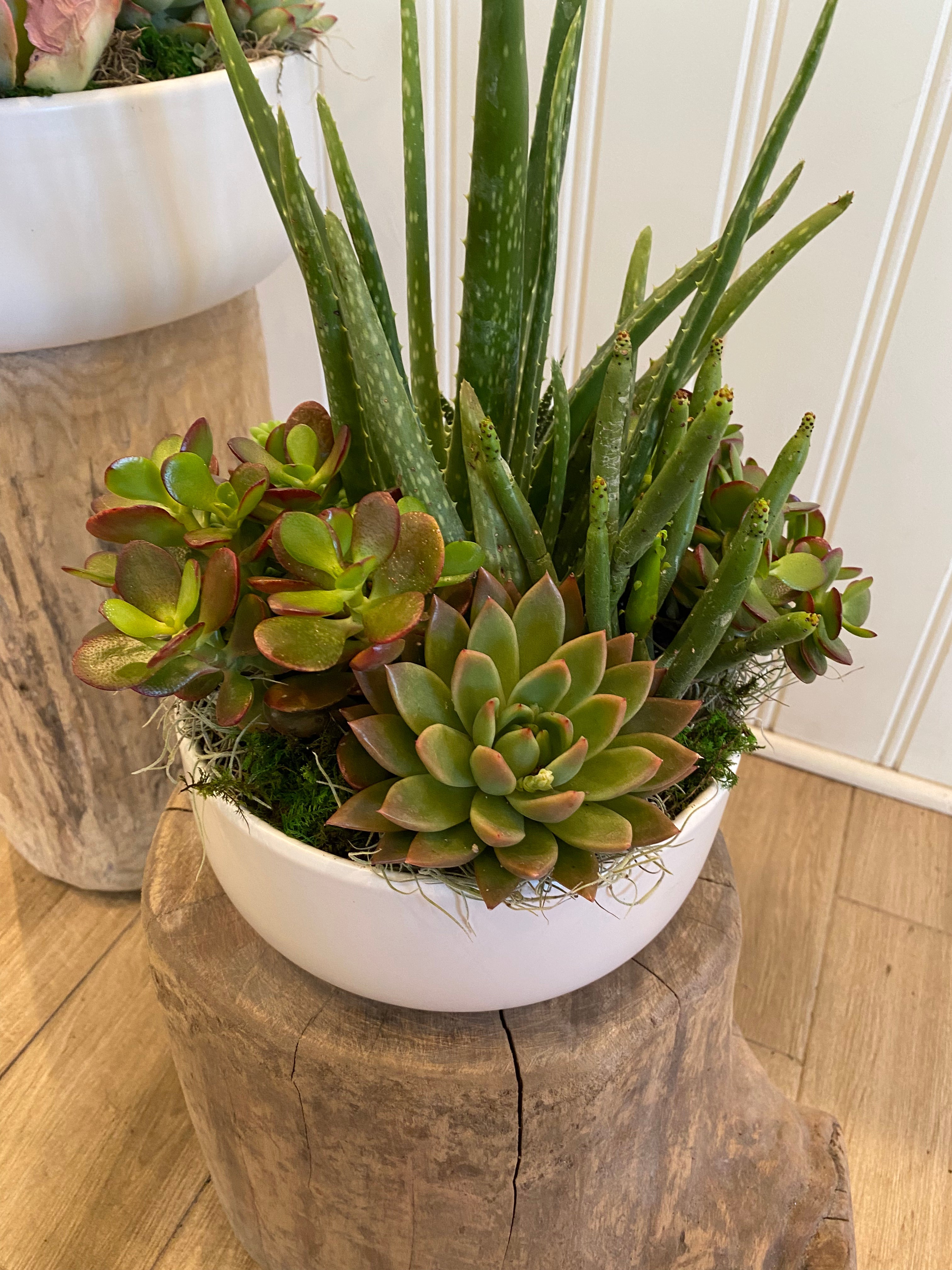 Succulent Planter
