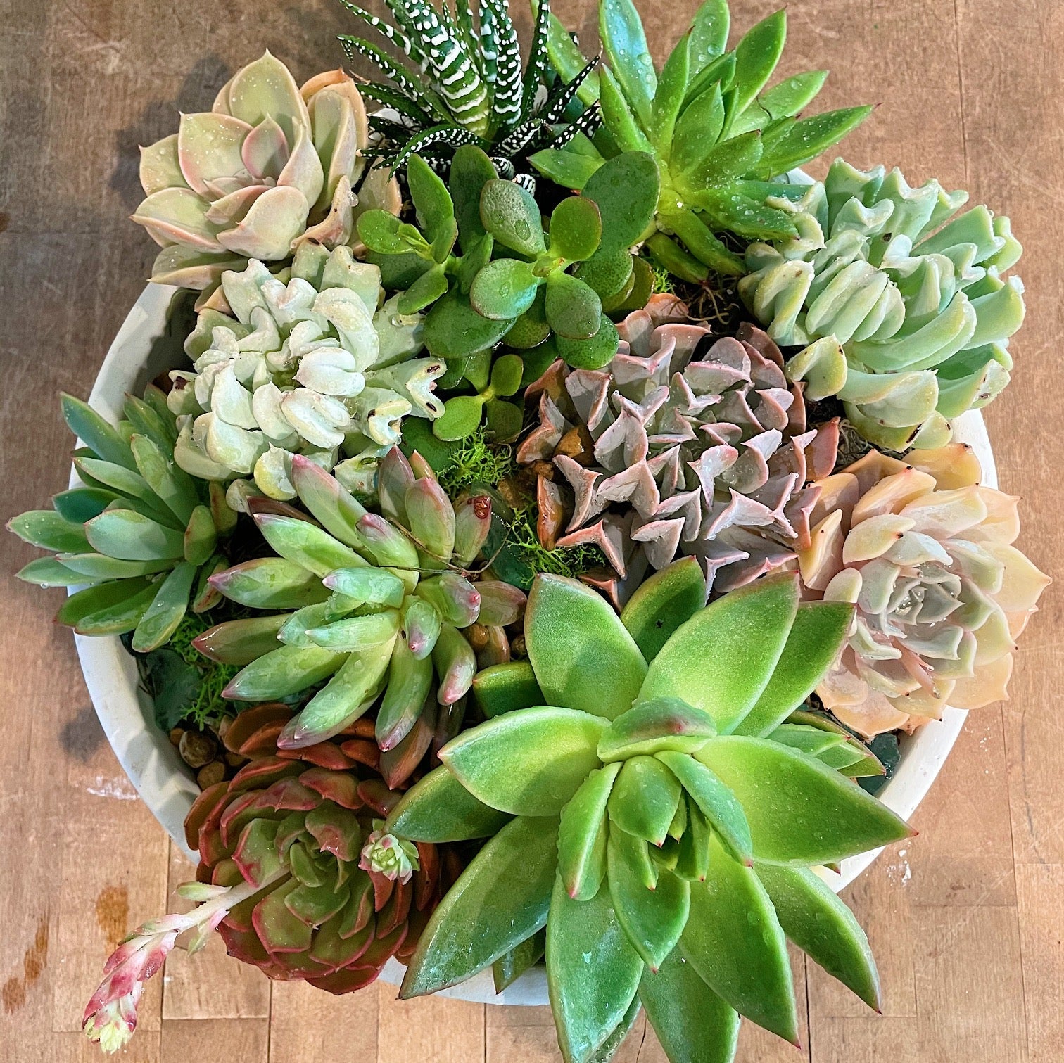 Large Succulent Bowl